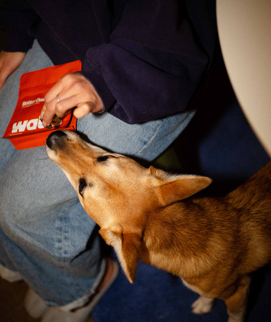 Your dog loves it!