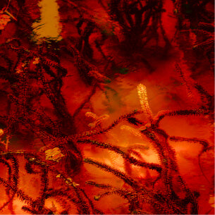 Astaxanthin